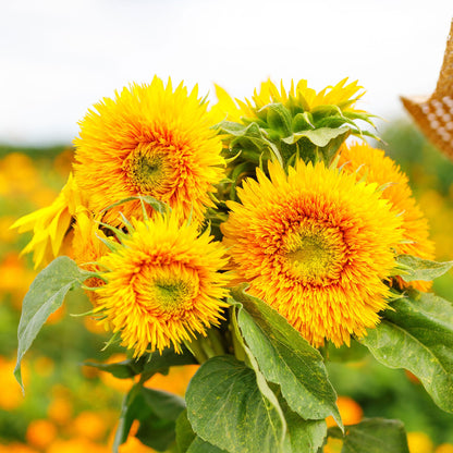 Bright fluffy double-flowered yellow sungold dwarf sunflower on a garden backdrop