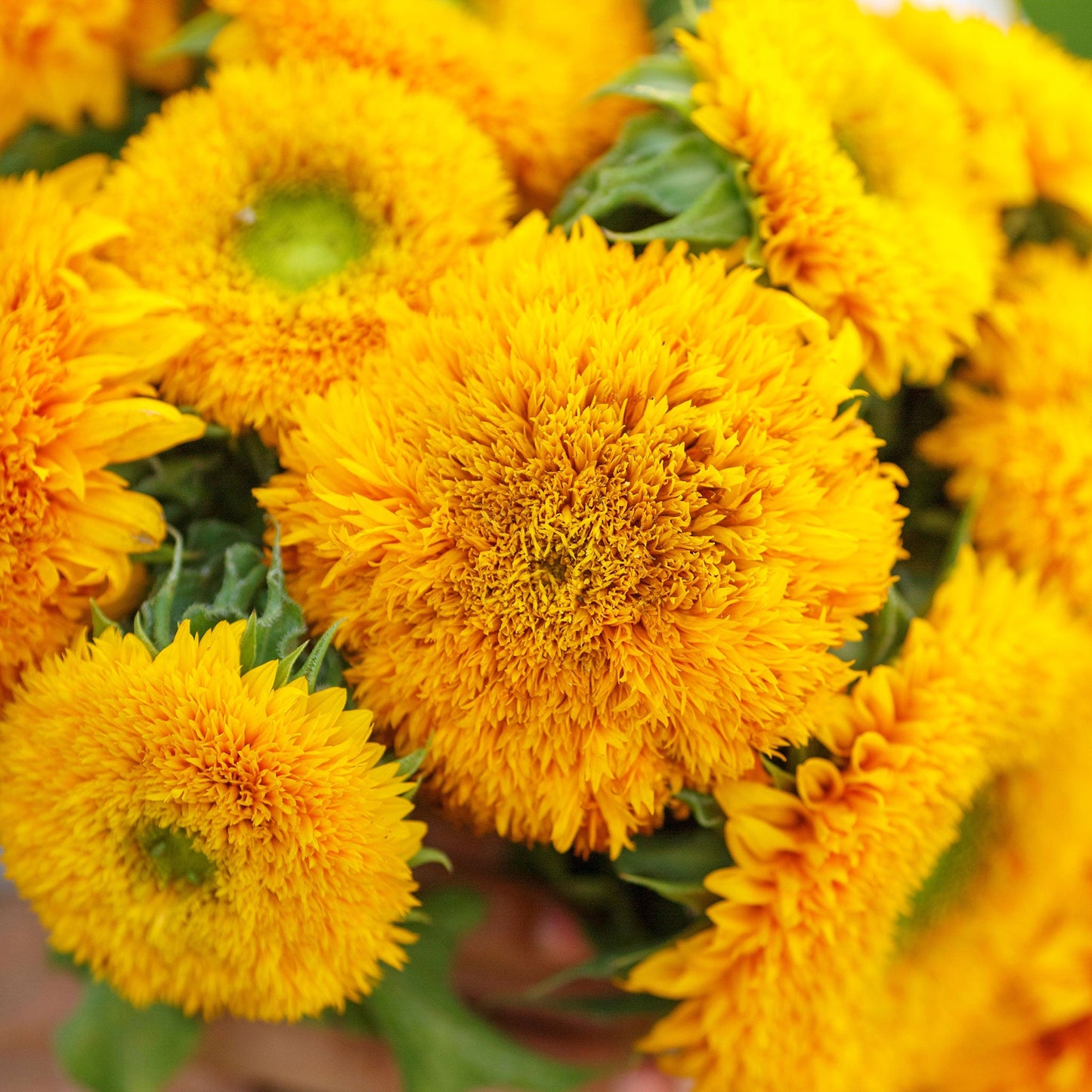 Bright yellow fluffy pom-pom-like sungold dwarf sunflower on a natural garden backdrop