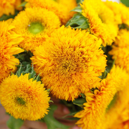Bright yellow fluffy pom-pom-like sungold dwarf sunflower on a natural garden backdrop