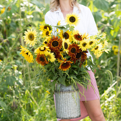 Sunny sunflower seed mix colorful flowers on a natural garden backdrop