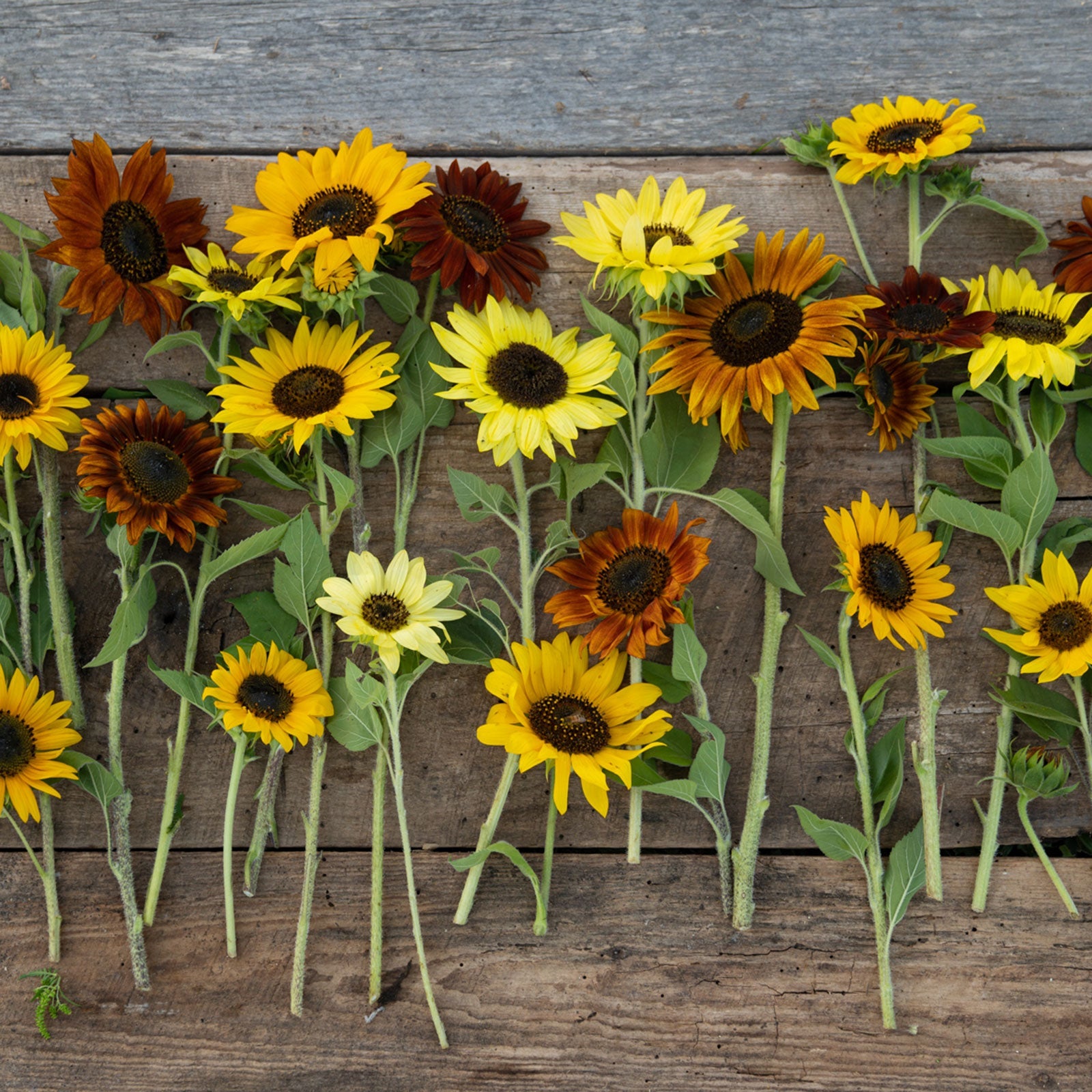 Various sunflower seeds in different colors shapes and sizes on a white backdrop
