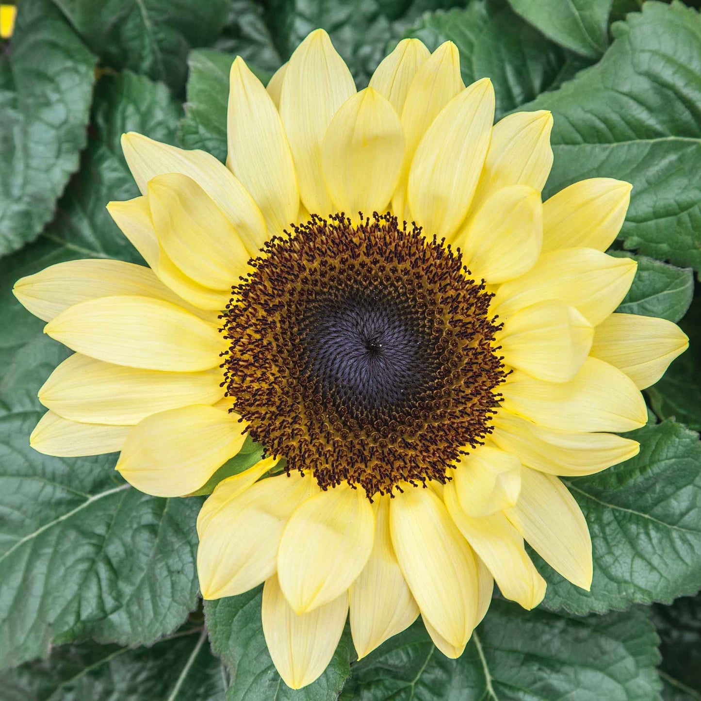 Vibrant sunset lemon sunflower in yellow and orange on a natural green backdrop
