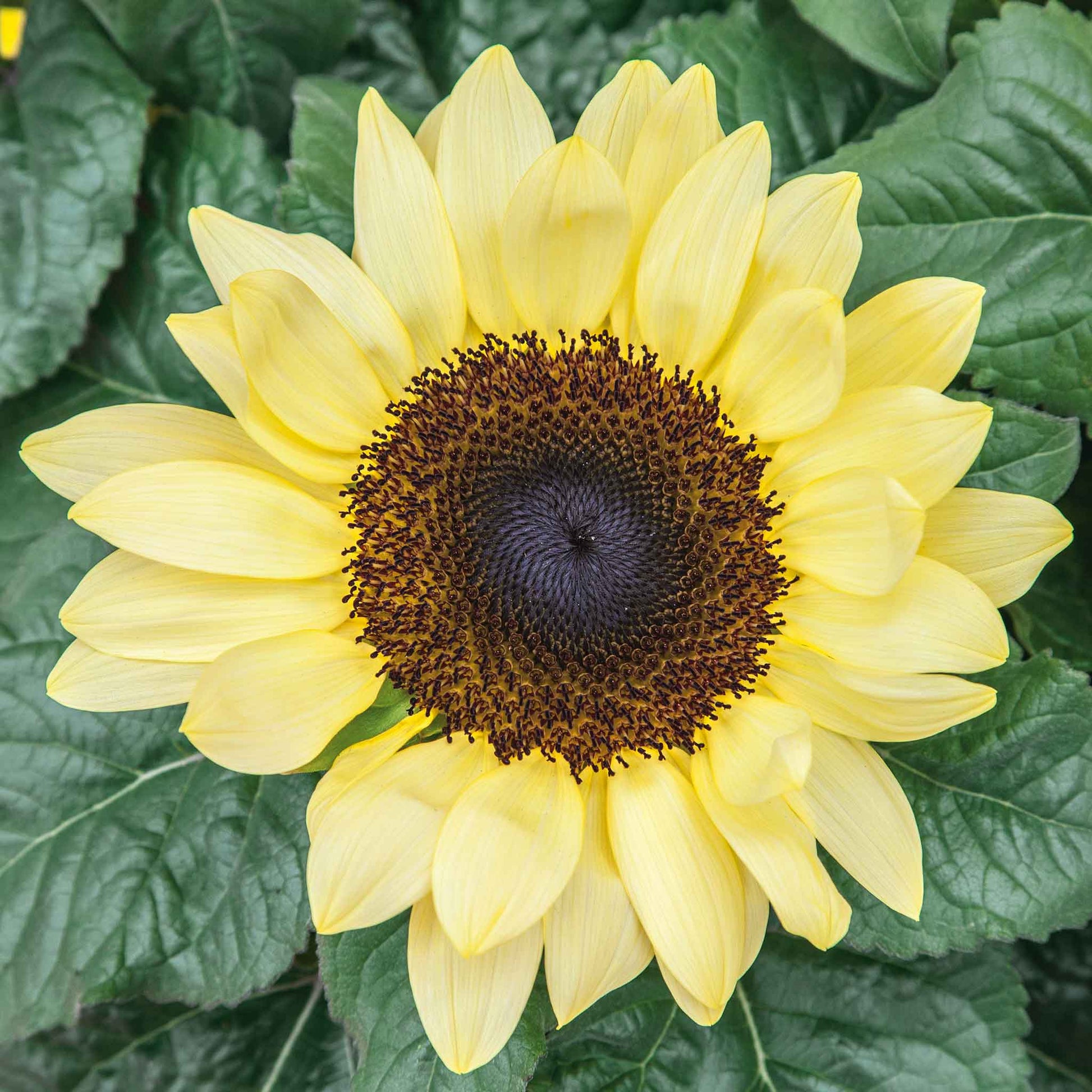Vibrant sunset lemon sunflower in yellow and orange on a natural green backdrop