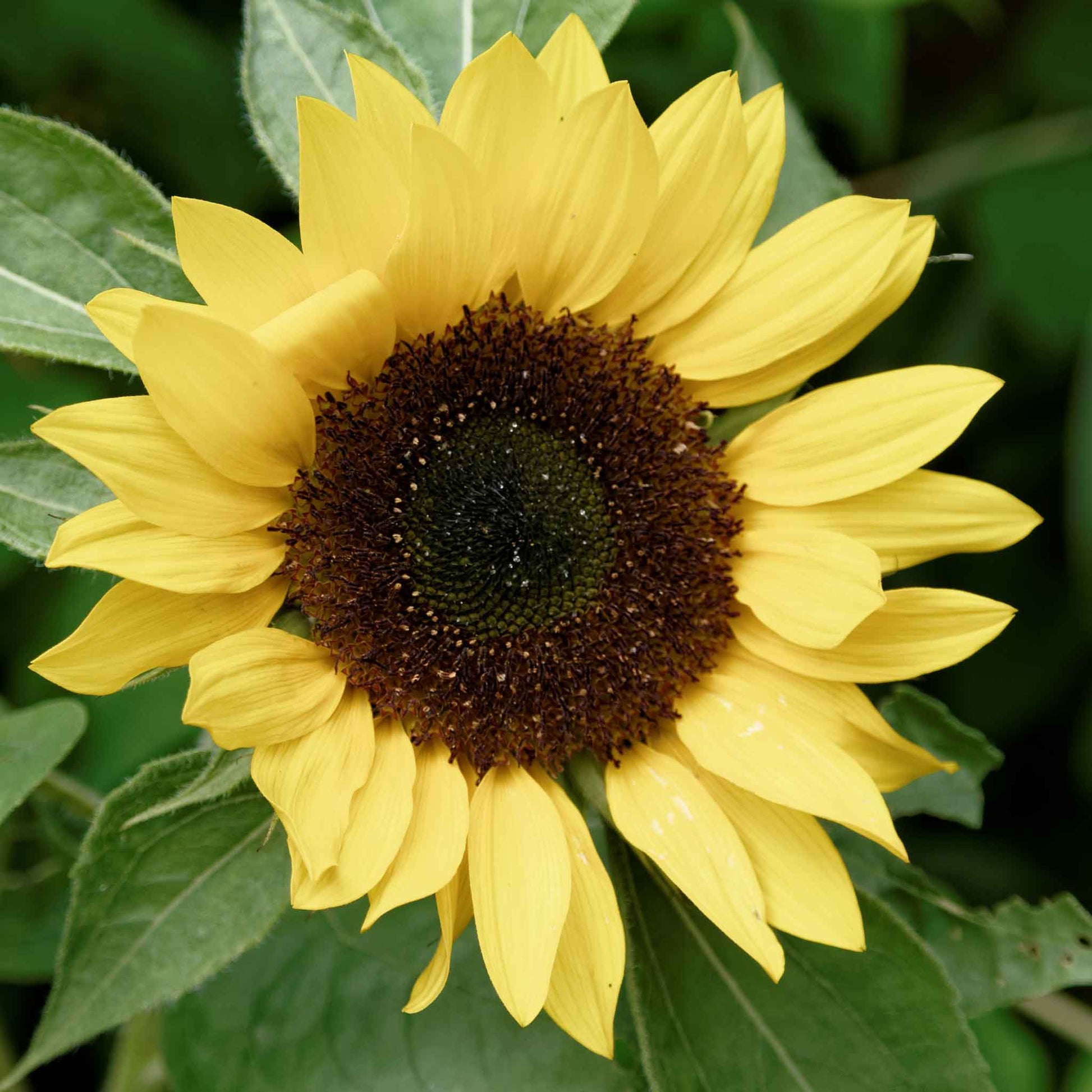 Sunset lemon sunflower with yellow petals and dark center on a green garden backdrop