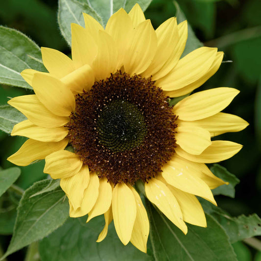 Sunset lemon sunflower with yellow petals and dark center on a green garden backdrop