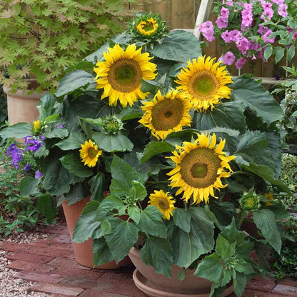 Dwarf sunspot sunflower field growing on a bright natural green garden backdrop | copyright: Floramedia UK Ltd