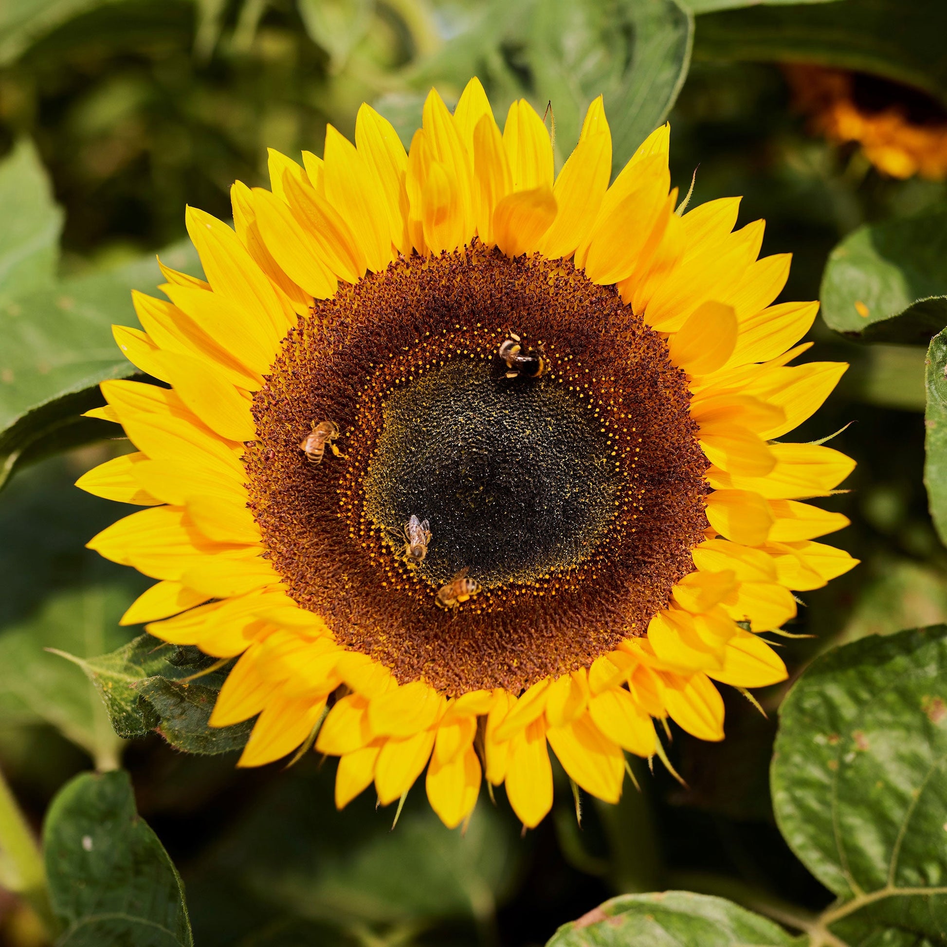 Bright large yellow taiyo sunflower standing tall on a natural garden backdrop