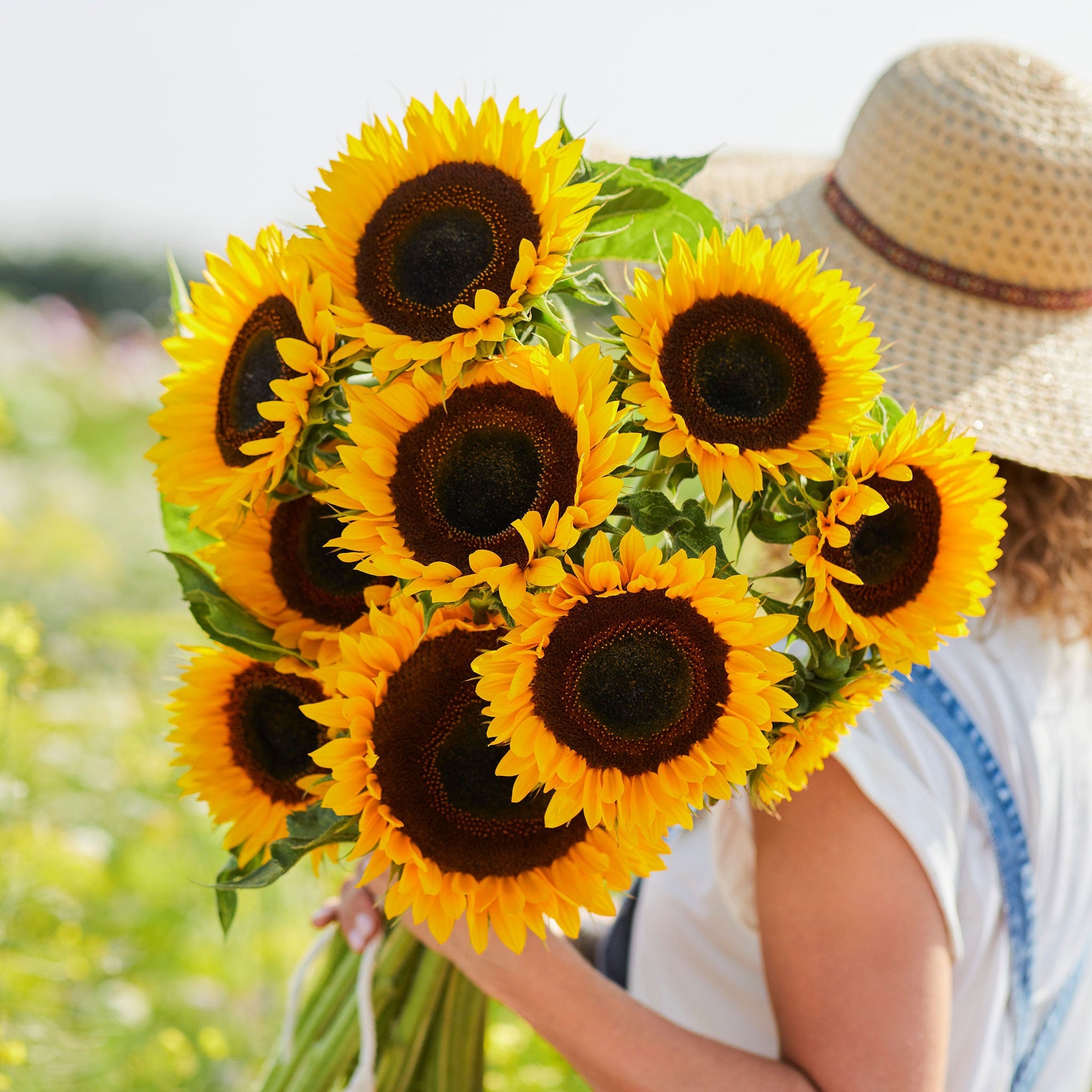 Large bright yellow taiyo sunflower head with characteristic dark center outdoors