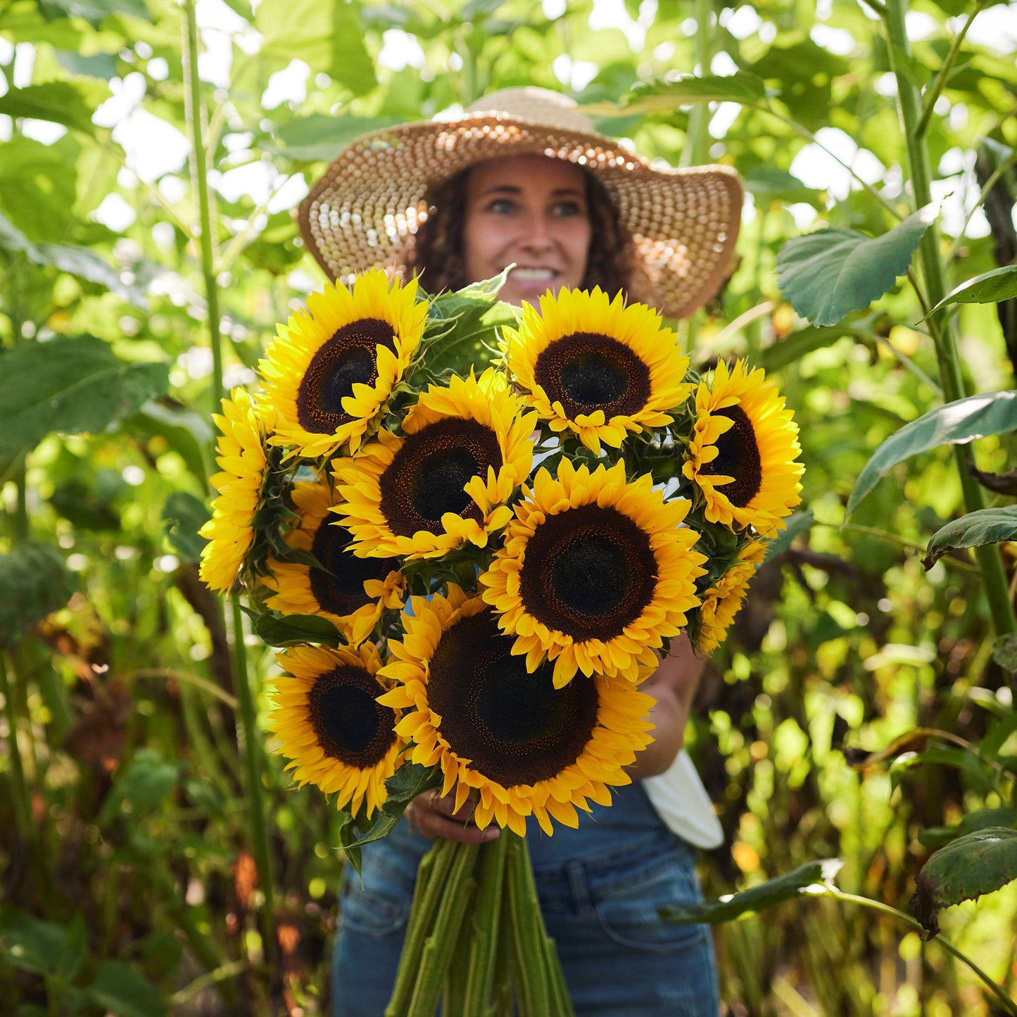 Bright yellow taiyo sunflower on a tall stalk on a natural green garden backdrop