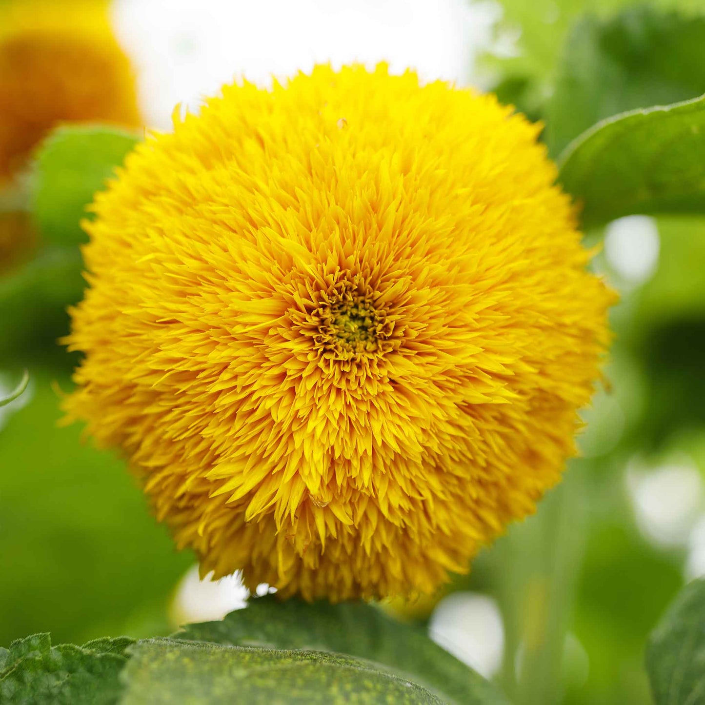 Densely petaled bright yellow tall teddy bear sunflower on a natural garden backdrop