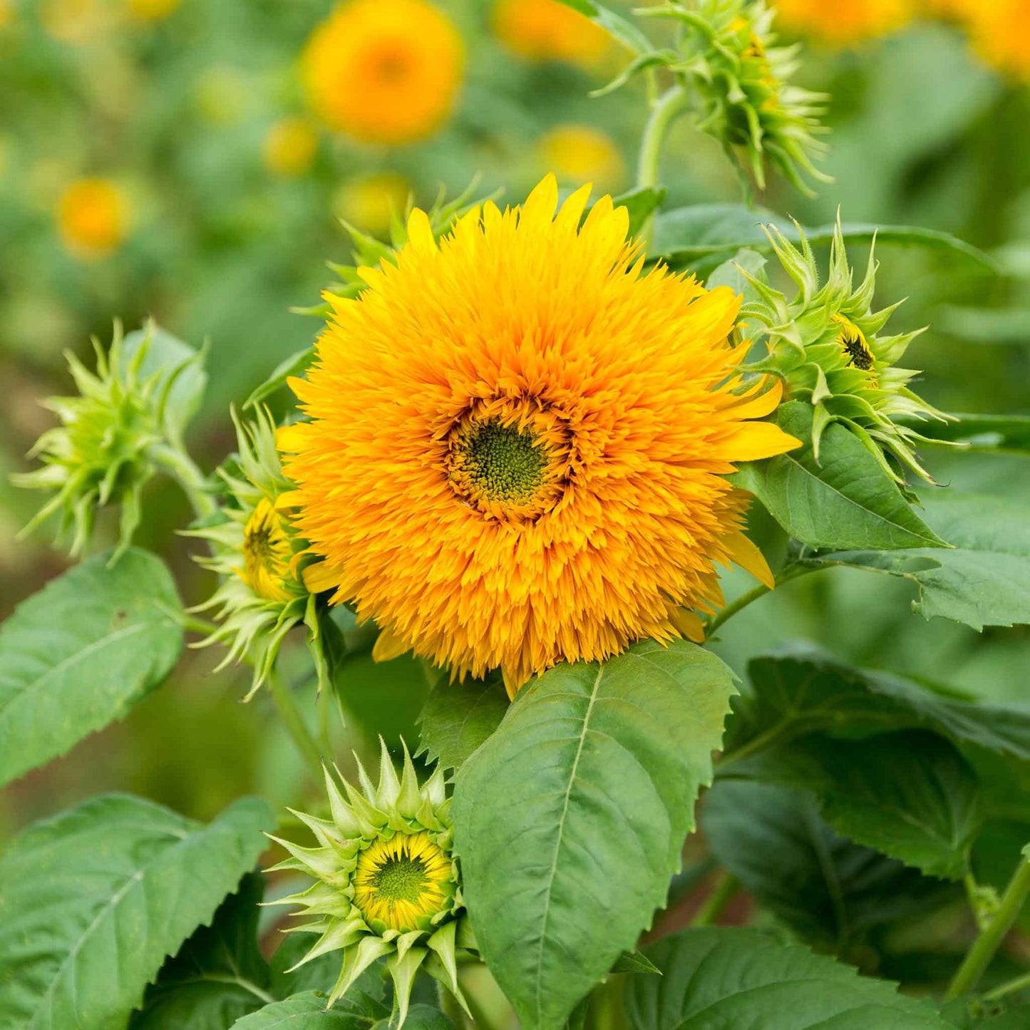 Fluffy golden-yellow tall teddy bear sunflower head in close-up on a green backdrop