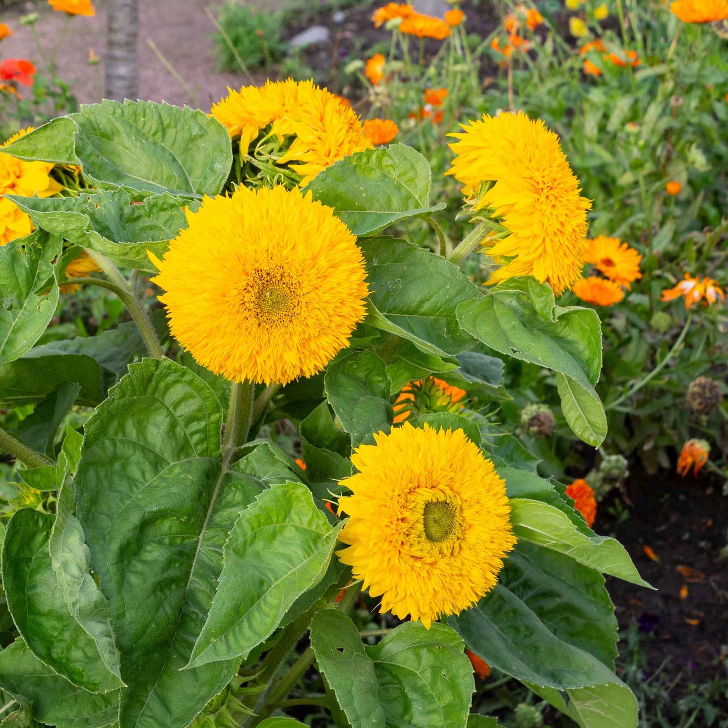 Vibrant fluffy yellow-orange tall teddy bear double sunflower on a green garden backdrop