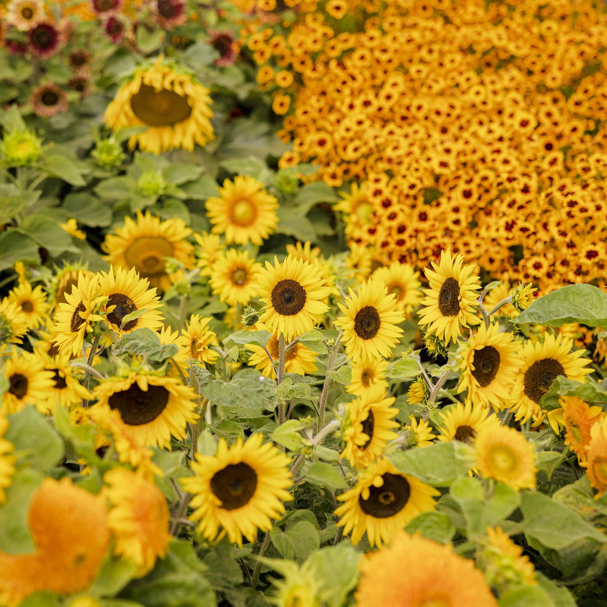 Bright yellow topolino dwarf sunflower with dark center on a sunny yellow field backdrop