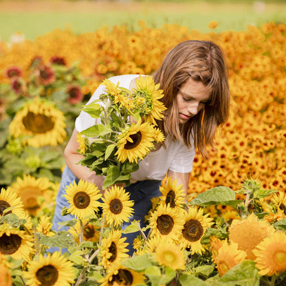 Topolino dwarf sunflower with bright yellow head and green leaves in a garden setting