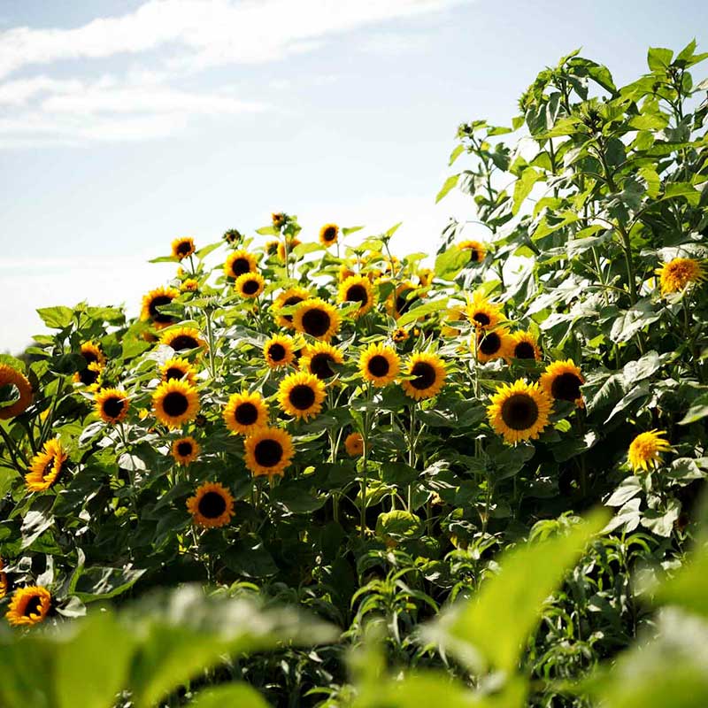 Vibrant yellow topolino dwarf bloom on a short stem against a green garden backdrop