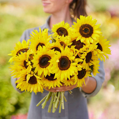 Twilight zone dwarf sunflower with unique coloration on a yellow sunny field backdrop