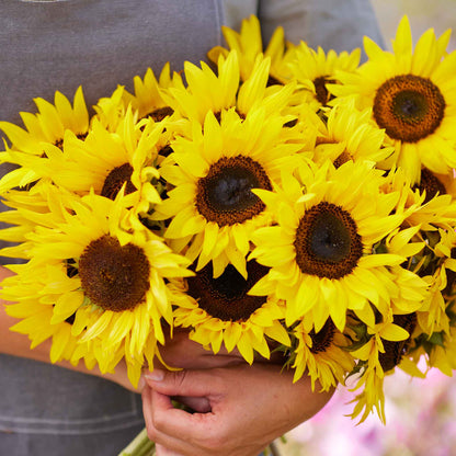 Purple and yellow bicolor twilight zone dwarf sunflower head on a natural backdrop