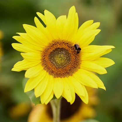 Twilight zone sunflower with dark-colored petals and distinctive center outdoors