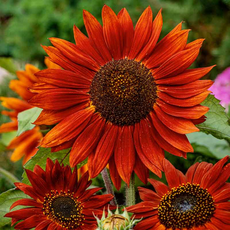 Deep red velvety velvet queen sunflower in close-up on a natural green garden backdrop | copyright: Floramedia UK Ltd