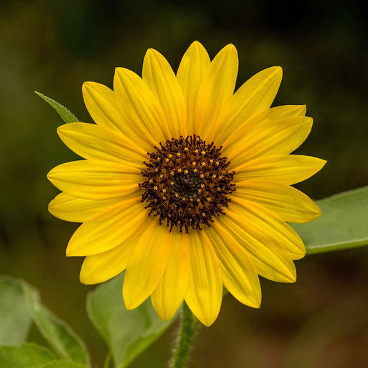 Wild sunflower bloom with yellow petals and central disk on a natural green backdrop