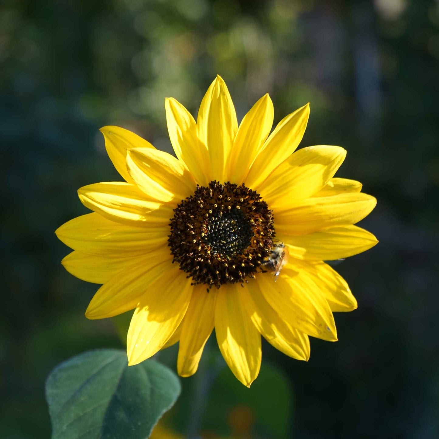 Vivid wild sunflower with yellow petals and dark center growing naturally in a field
