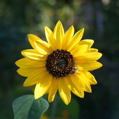 Vivid wild sunflower with yellow petals and dark center growing naturally in a field