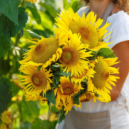 Yellow pygmy sunflower with green leaves shown in close-up on a natural garden backdrop