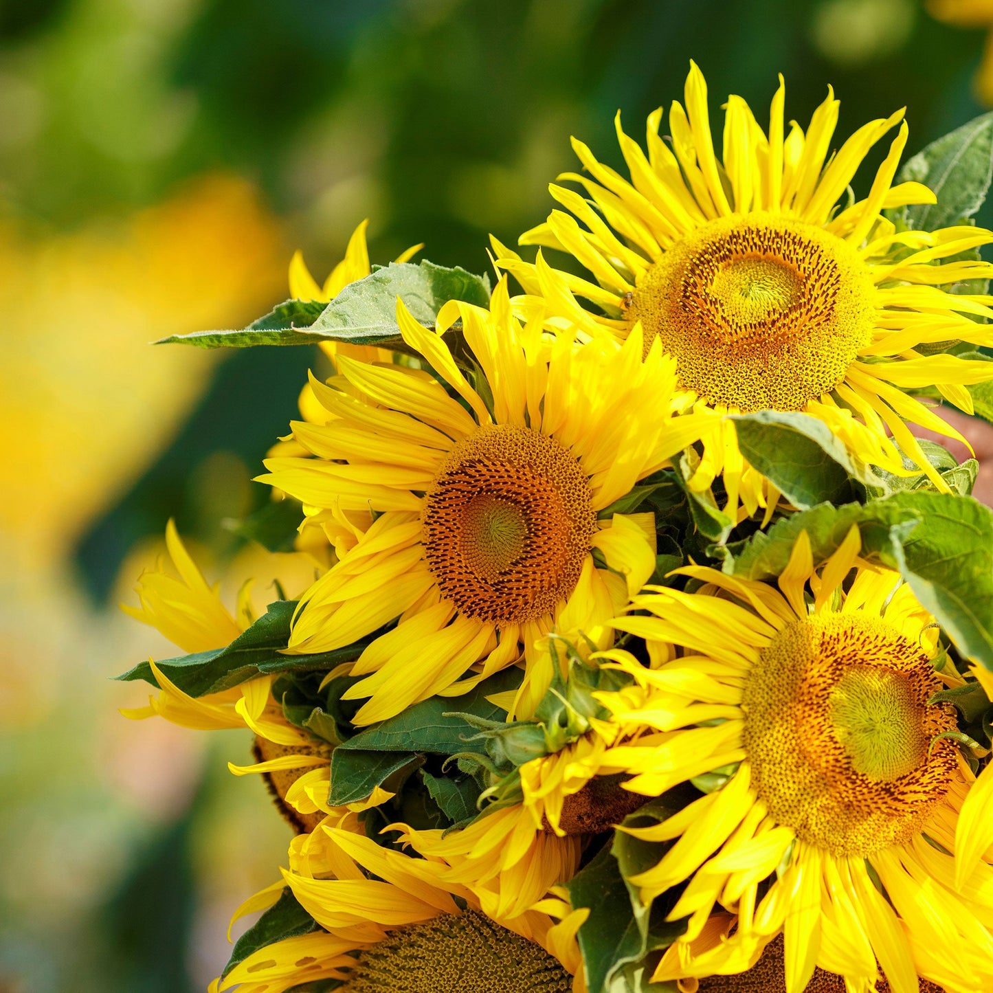 Dwarf yellow pygmy sunflower with bright yellow petals and dark center on a garden backdrop