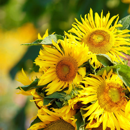 Dwarf yellow pygmy sunflower with bright yellow petals and dark center on a garden backdrop