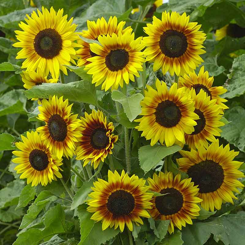 Bright yellow ziggy sunflowers growing in a garden on a natural green backdrop