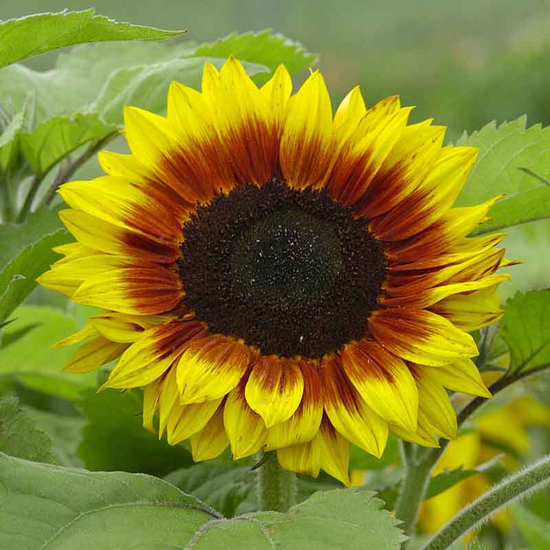 Vibrant yellow ziggy sunflower known for tall growth on a natural backdrop