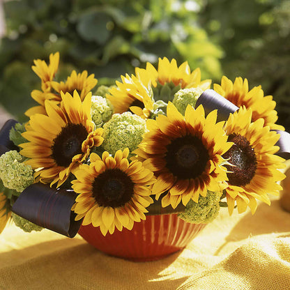Close-up of ziggy sunflower head showing petals and center on a garden backdrop