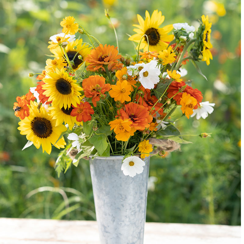 A bouquet of the variety of colors in the Sunset Mix - Orange, Yellow & White Flower Seed Mix