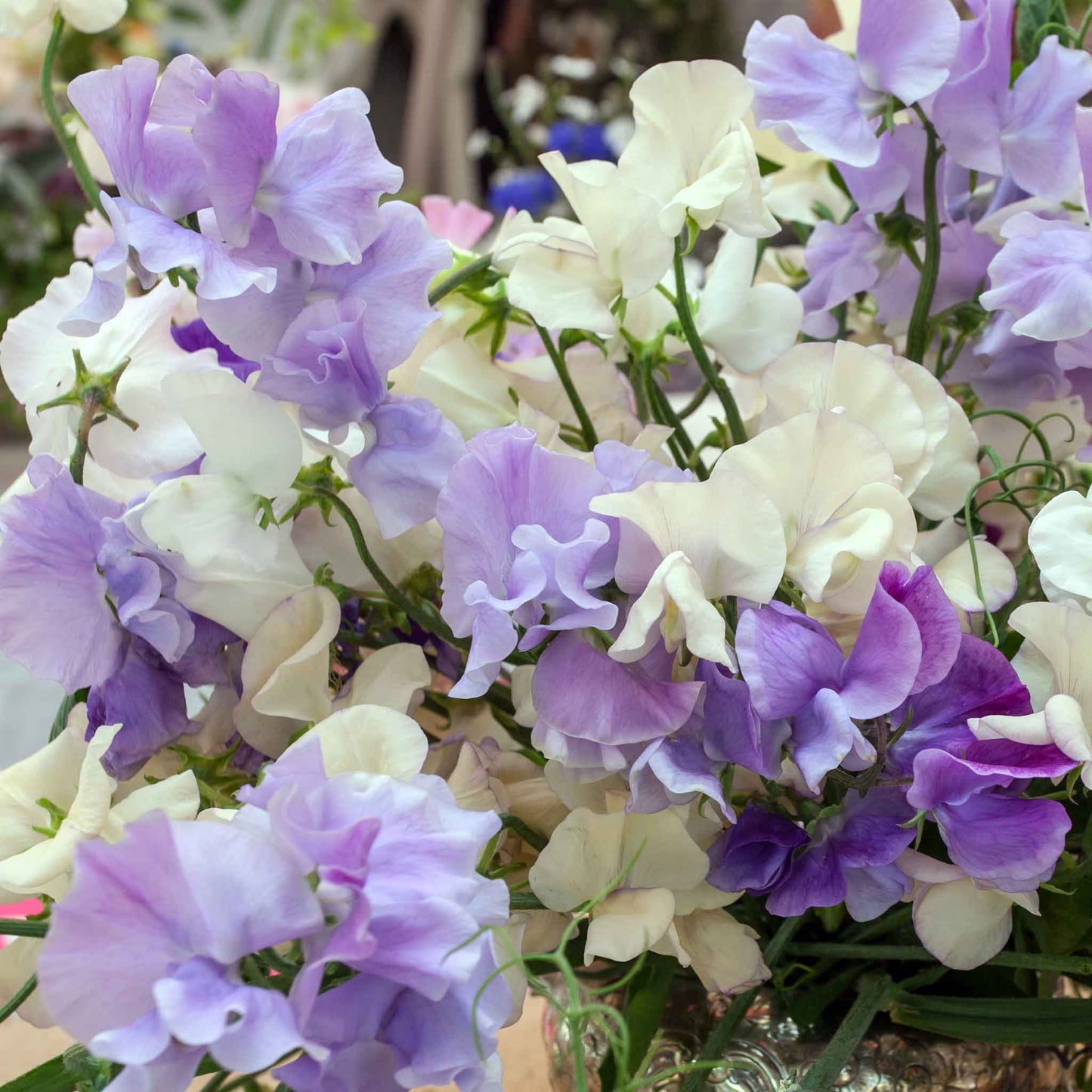 Sweet pea blue mix blue and white flowers with a green leafy background