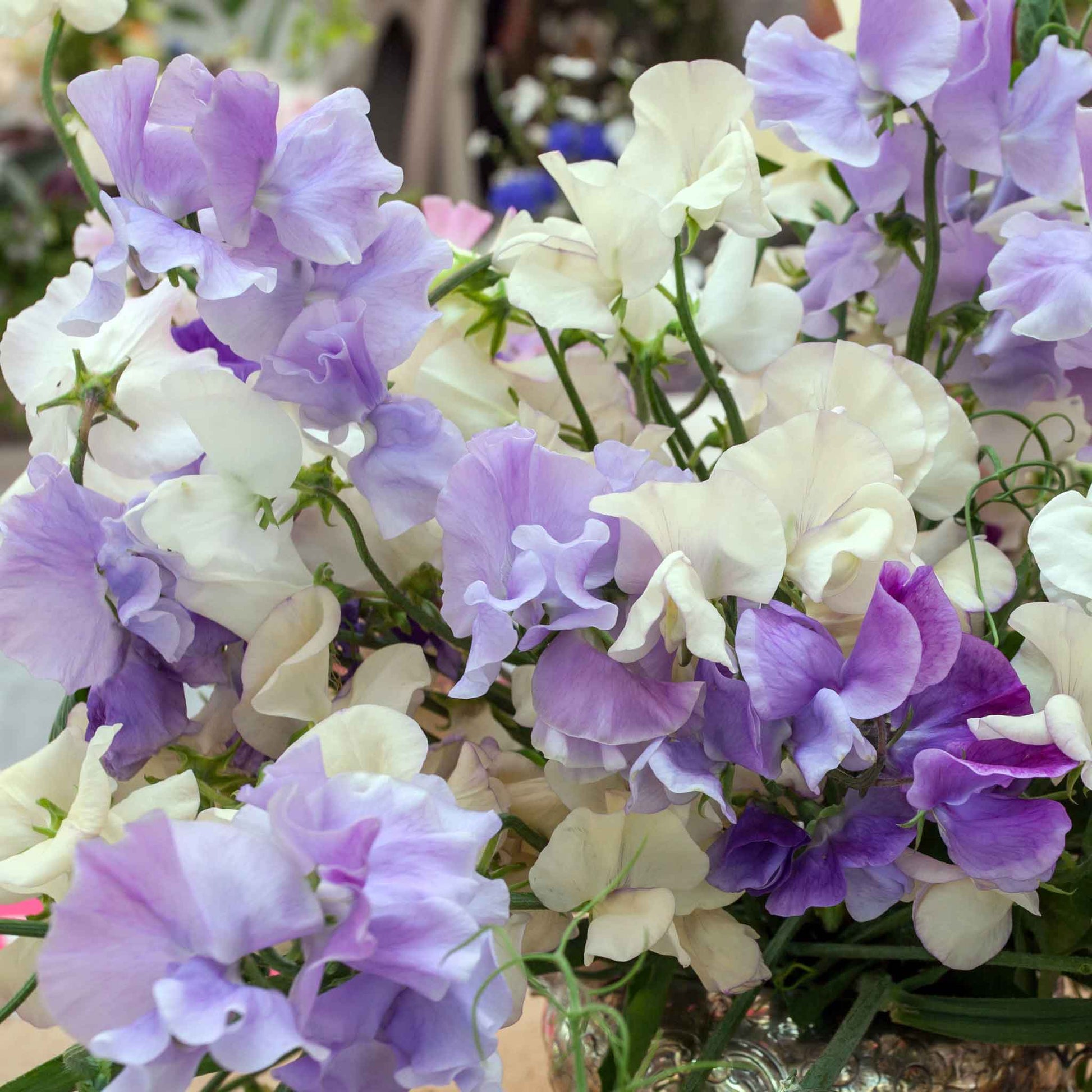 Sweet pea blue mix blue and white flowers with a green leafy background