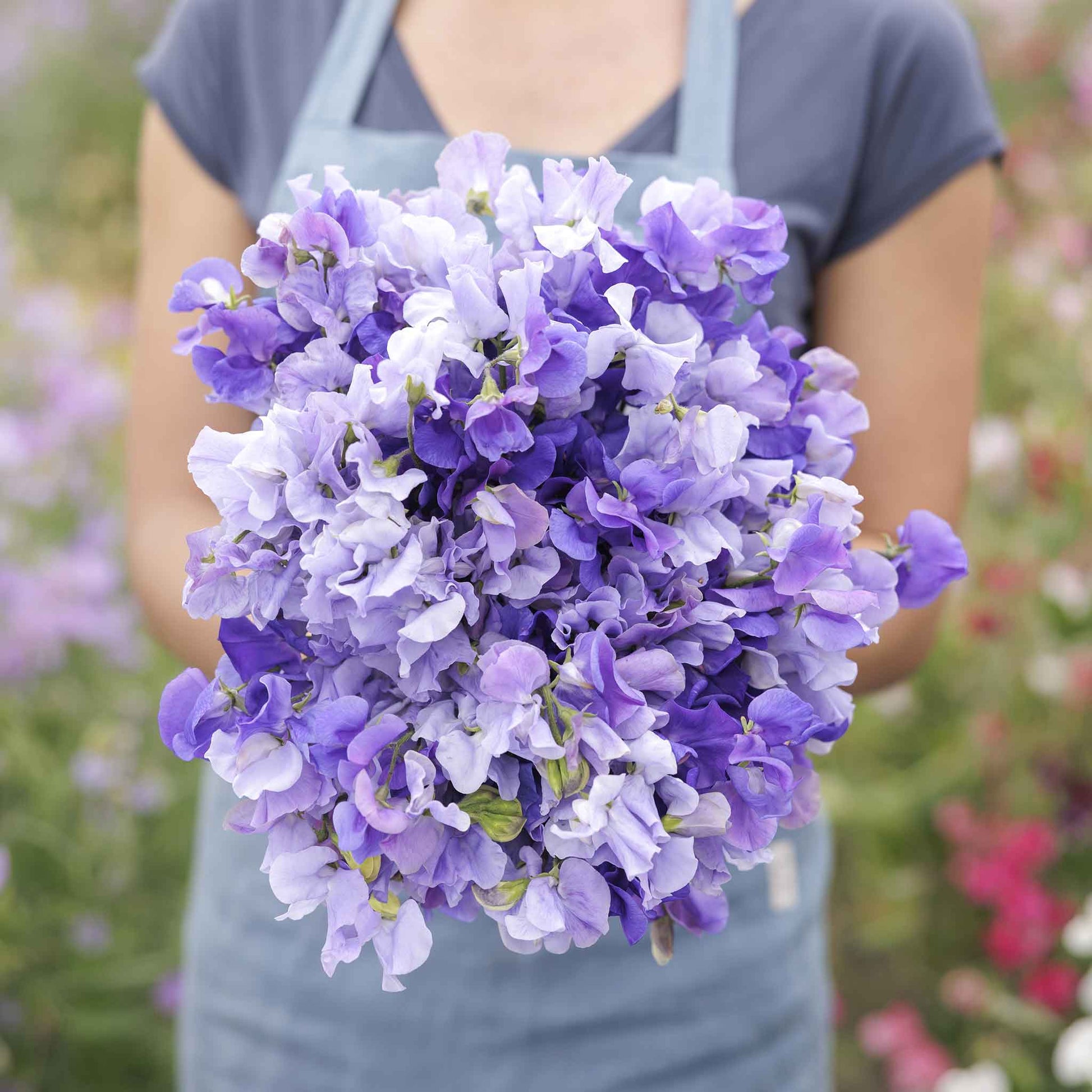 Sweet pea blue mix purple and blue blooms held by person on a blurred background