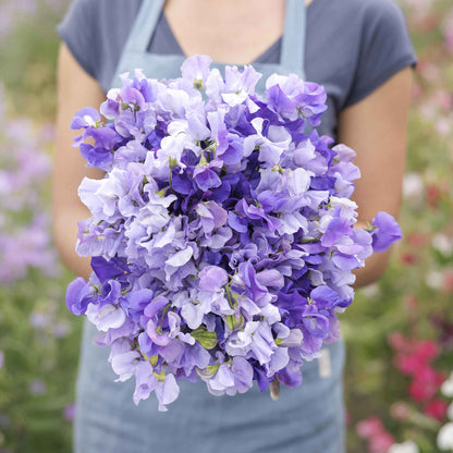 Sweet pea blue mix purple and blue blooms held by person on a blurred background