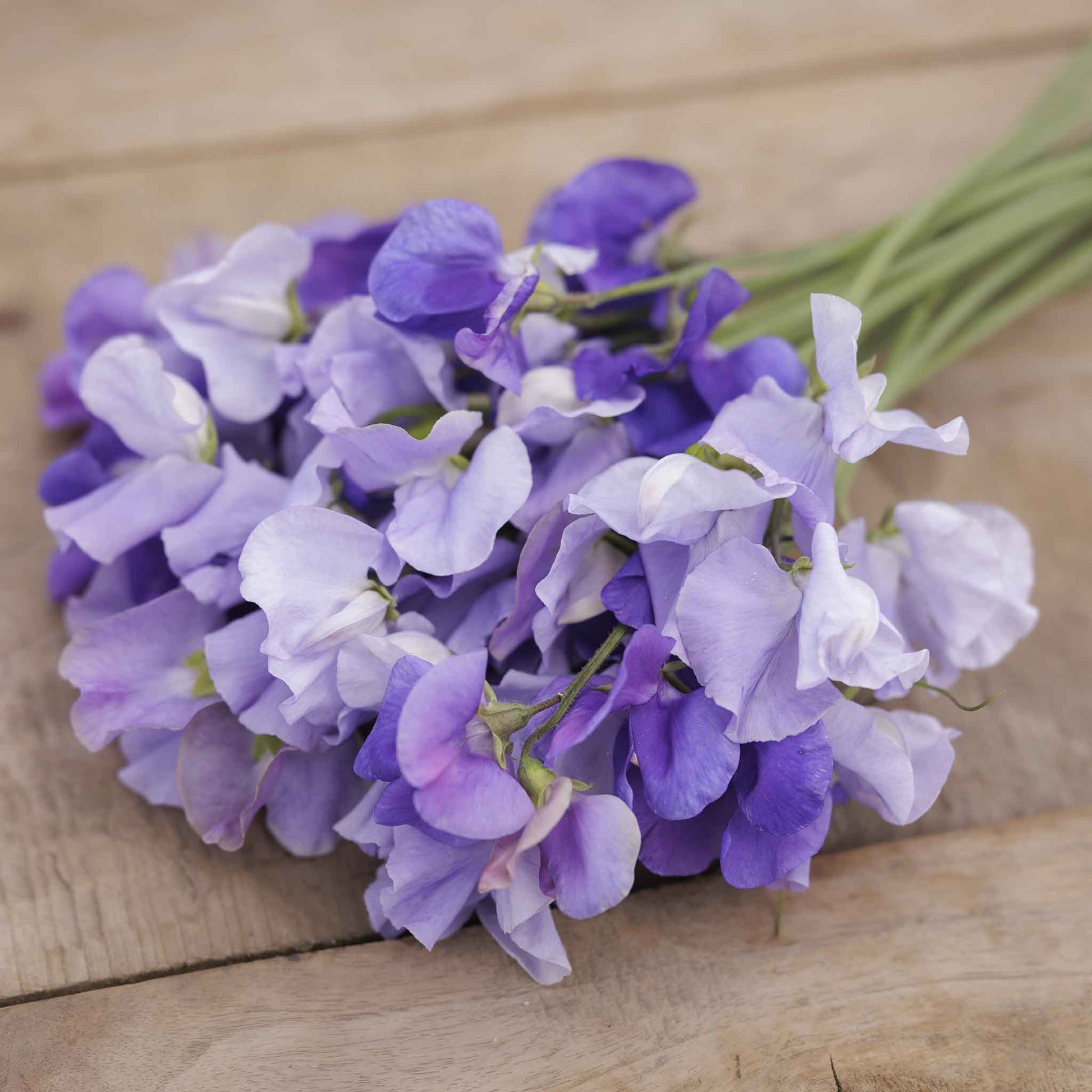 Sweet pea blue mix blue and purple flowers in a bunch on a blurred background