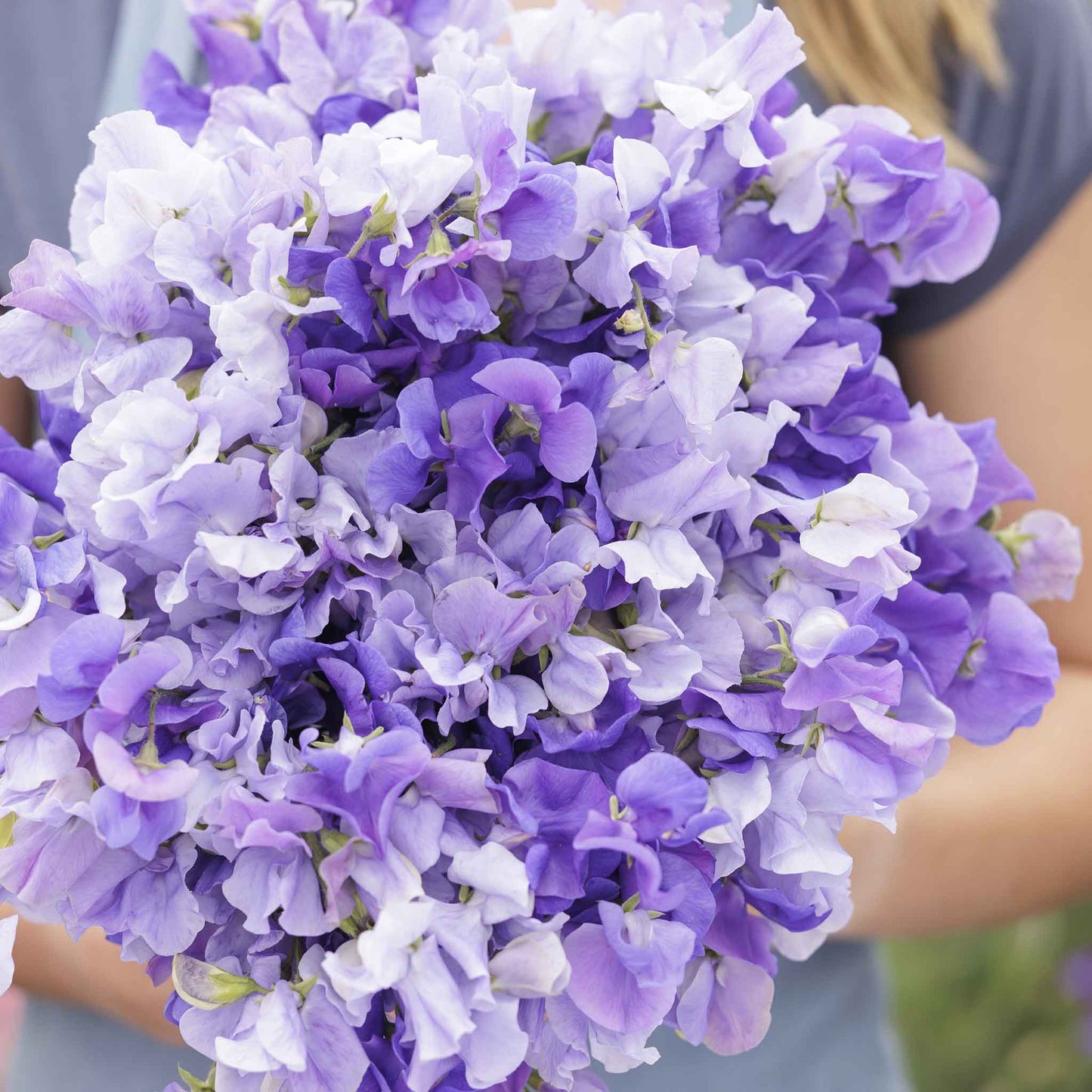 Sweet pea blue mix vibrant blue flowers in close-up with a blurred background
