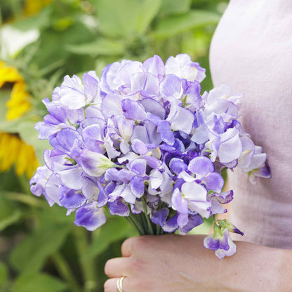 Sweet pea blue ripple blue and white patterned flowers with a blurred garden background