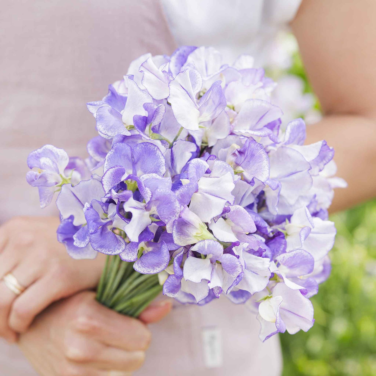 Sweet pea blue ripple blue and white ruffled flowers held on a blurred background