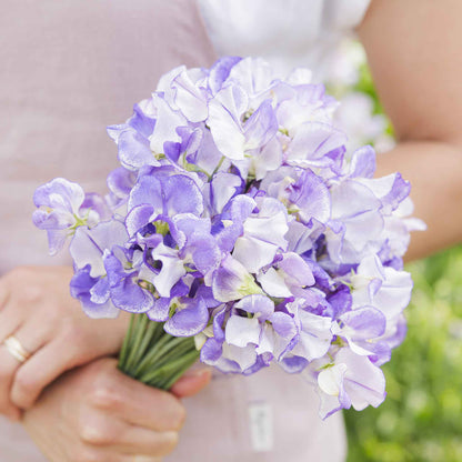 Sweet pea blue ripple blue and white ruffled flowers held on a blurred background