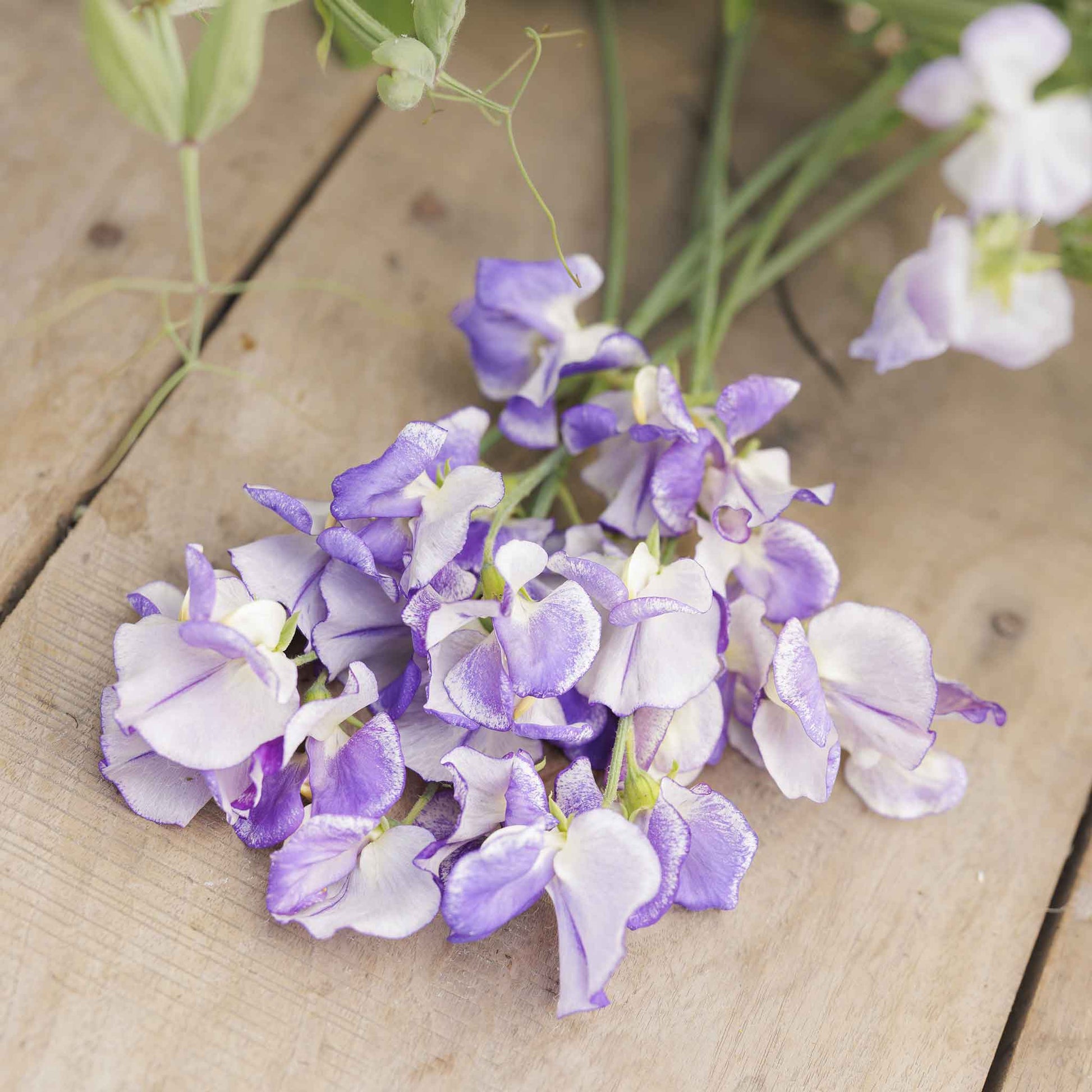Sweet pea blue ripple blue and white petals in close-up on a wooden background