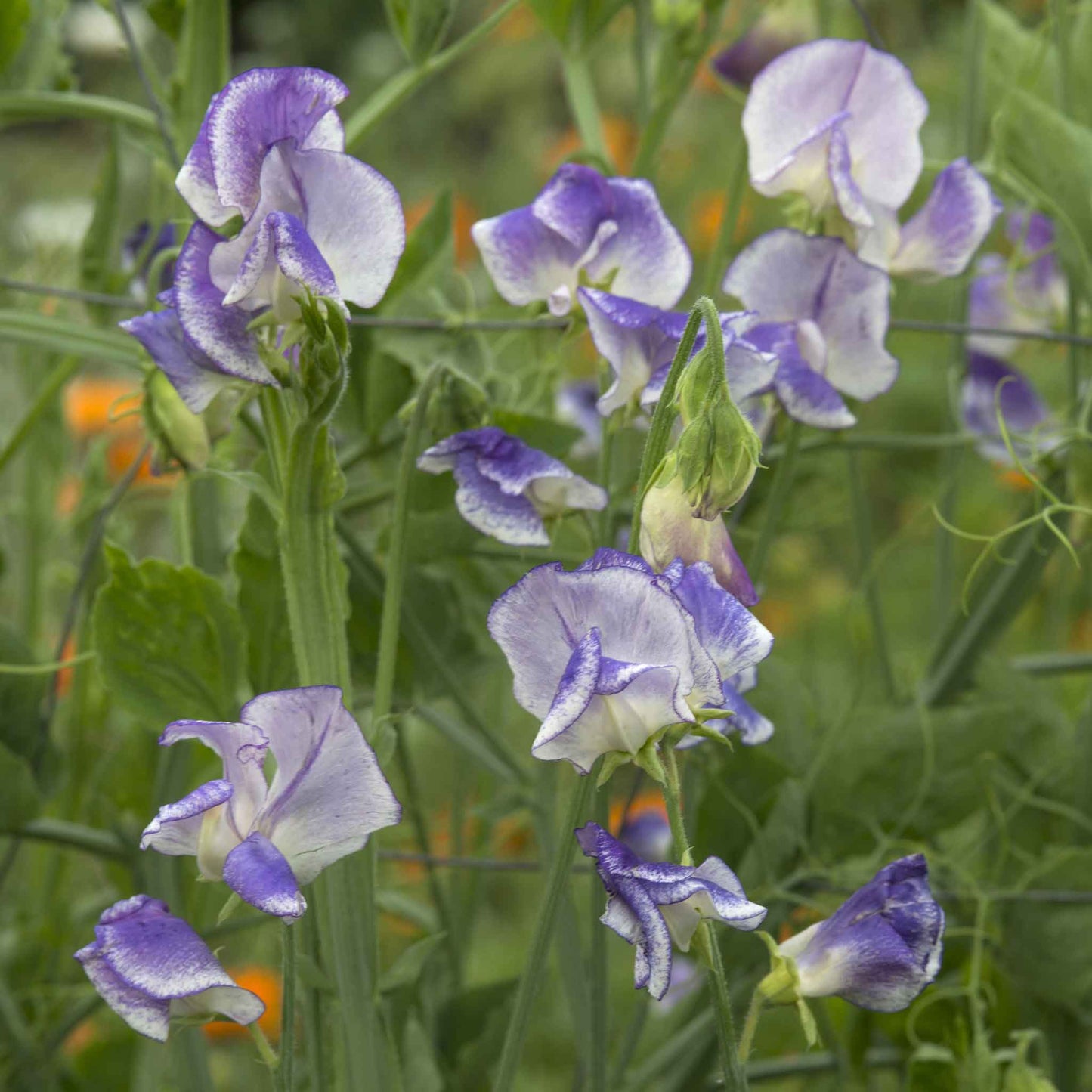 Sweet pea blue ripple blue and white ruffled flowers in a garden background
