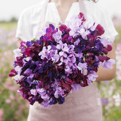Sweet pea burgundy mix dark red and burgundy flowers held on a blurred background