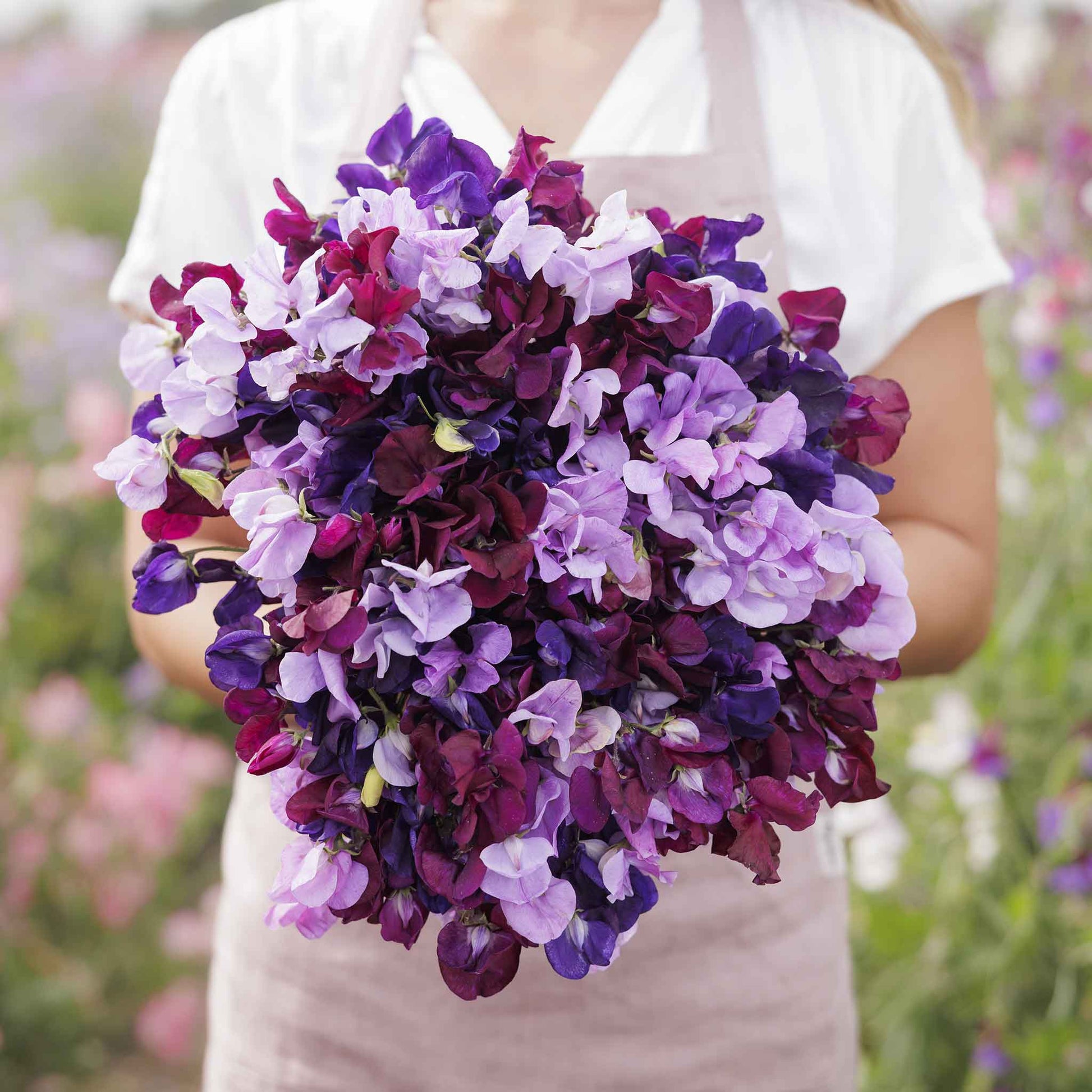 Sweet pea burgundy mix deep burgundy flowers held by person on a blurred background