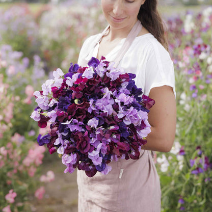 Sweet pea burgundy mix deep red and purple flowers against a green background