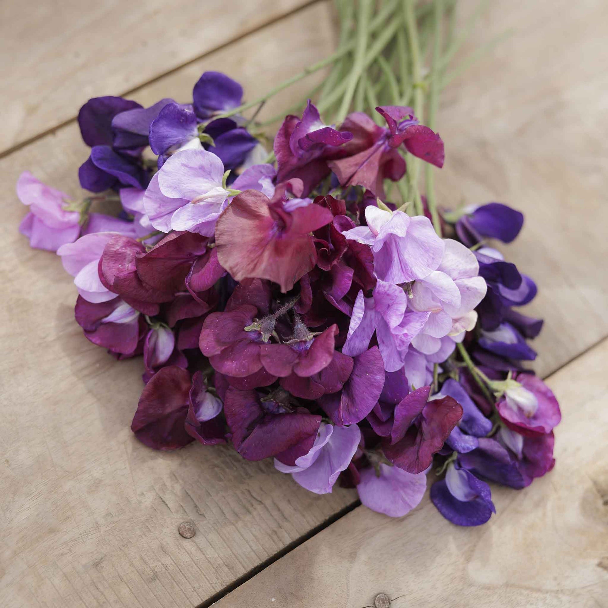 Sweet pea burgundy mix deep burgundy cluster flowers on a blurred background