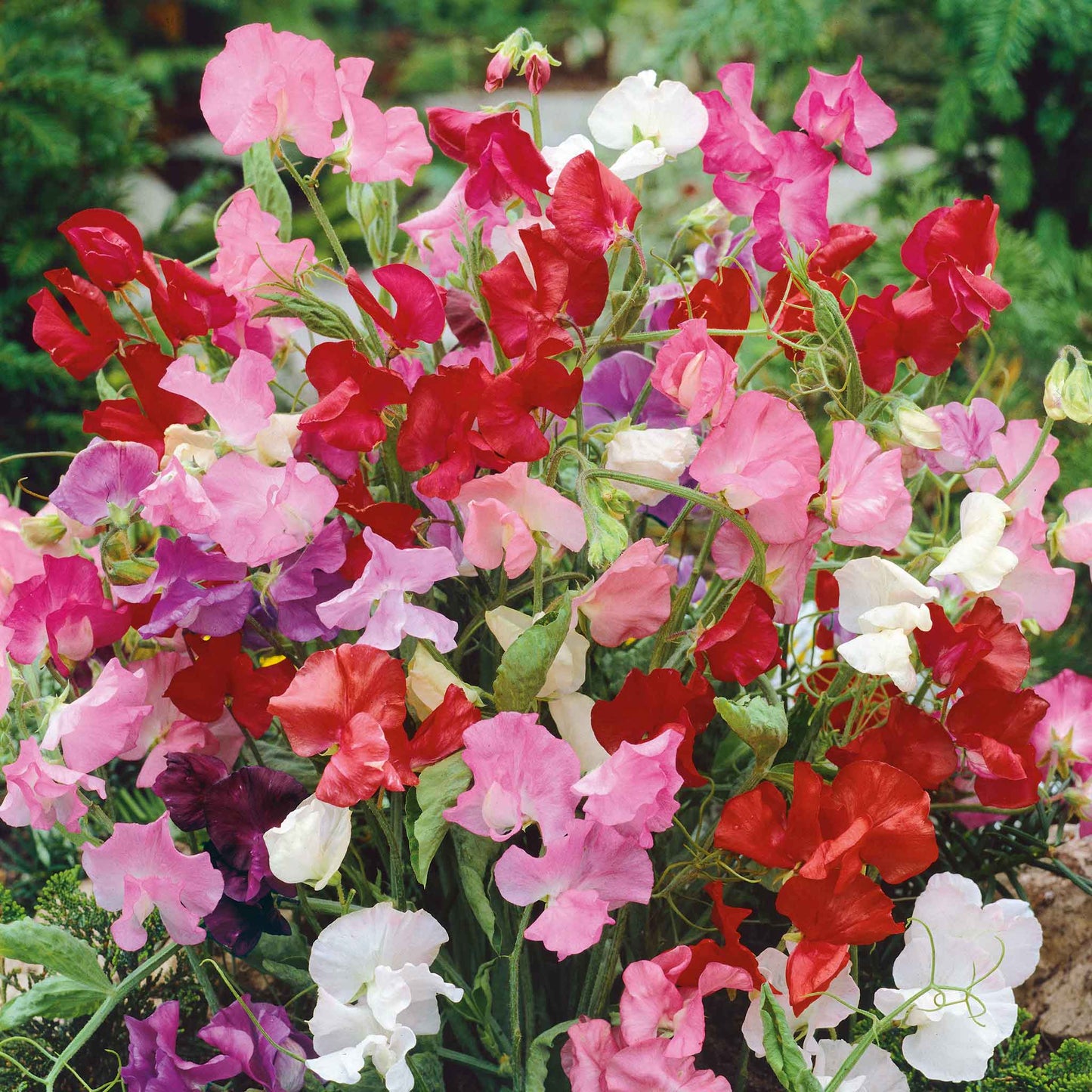 Sweet pea bijou mix red, pink and white dwarf flowers with a blurred green background