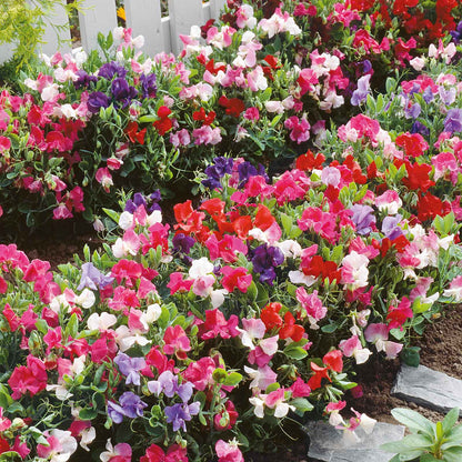 Sweet pea little sweetheart mix pink and red flowers with a green garden background